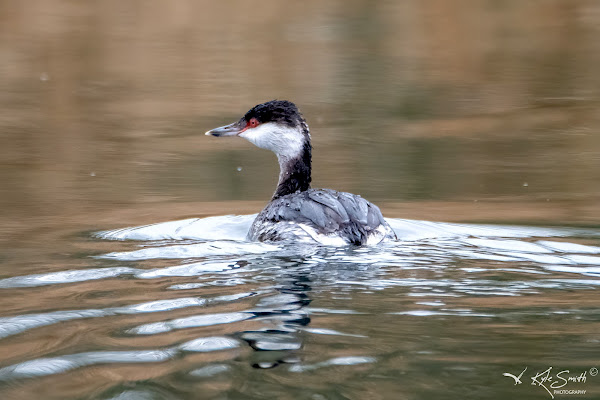 Slavonian grebe