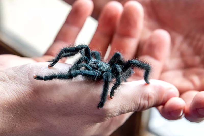 10 Best Exotic Pets for Tiny Spaces