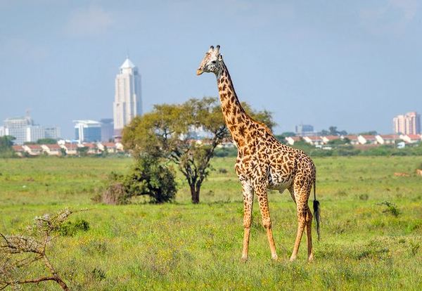 7 Top-Rated Tourist Attractions in Kenya