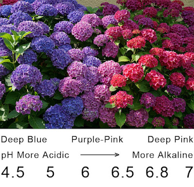 Visual shows this range of color in relation to pH levels numbered on a scale.