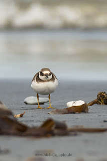 Wildlifefotografie Helgoland Düne Sandregenpfeifer