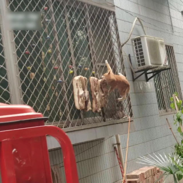 Làm thịt phơi nắng trên dây, cô nàng zoom vào thấy sinh vật lạ đang cựa quậy, chạy ra thì đã quá muộn