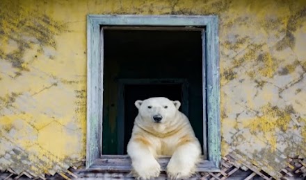 Πολικές αρκούδες οι νέοι ένοικοι μετεωρολογικού σταθμού στον Αρκτικό κύκλο