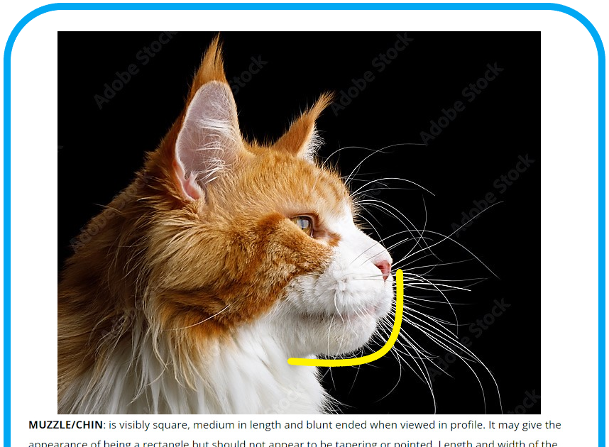 National folketælling Wrap tøj Maine Coon chin should be strong, firm and in line with the upper lip and  nose
