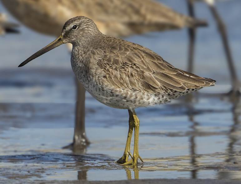A bird standing in water

AI-generated content may be incorrect.