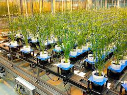 Plant Phenotyping