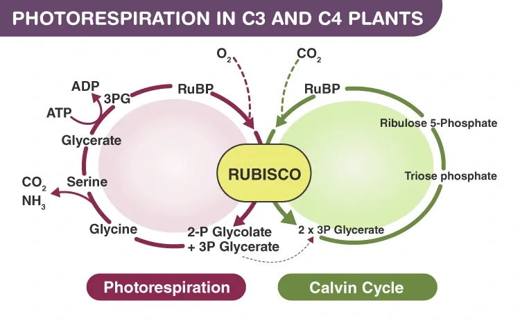 How Do Plants Produce ATP?