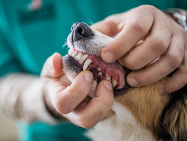 What Does the Color of your dog's gums mean?
