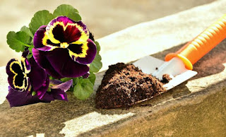 How To Grow  Pansies  From  Seed