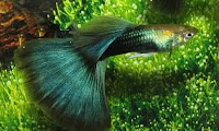 Ikan guppy hijau -hb