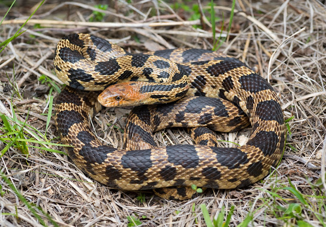 eastern fox snake ohio