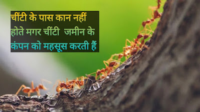 Information About Ant In Hindi