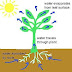 Plant-Water-Transport | uksir-notes |Plant- Physiology