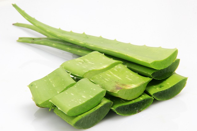 gambar lidah buaya di potong aloe vera