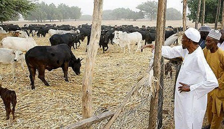 Buhari Values His Cows More Than 42 Sokoto Passengers Burnt To Death By Bandits – Auta