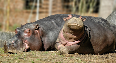 baby hippopotamus