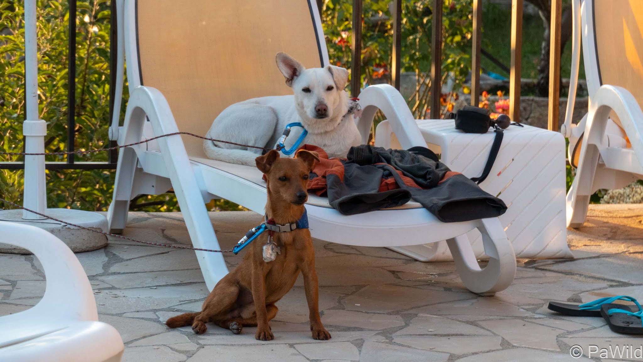 pinscher nain, podenco, piscine hotel, evisa, corse