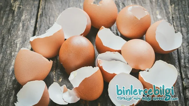 Yumurta kabuğunun faydaları nelerdir? yumurta kabukları nasıl değerlendirilir? evde nasıl kullanılır? neye iyi gelir?