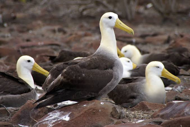 Among the most beautiful birds in the world is Waved Albatross.