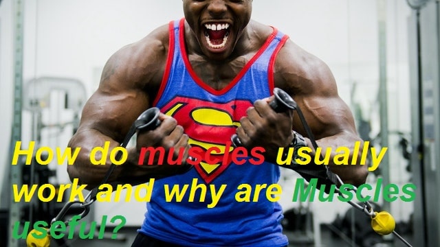 How do muscles usually work and why are Muscles useful?