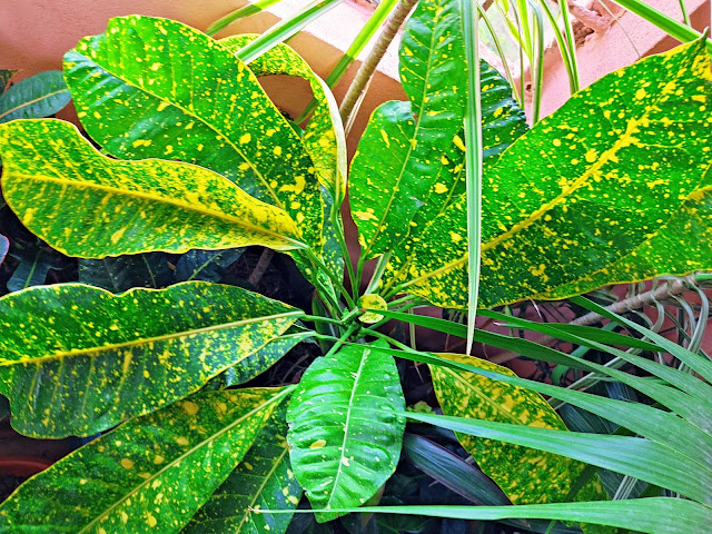 Multi Coloured Leaf Plants Images HD