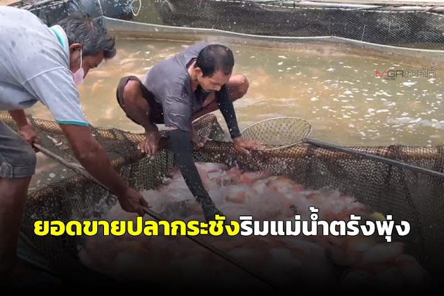 ยอดขายปลากระชังริมฝั่งแม่น้ำตรังพุ่งสูง ประชาชนหันซื้อบริโภคหลังหมู-ไก่แพง