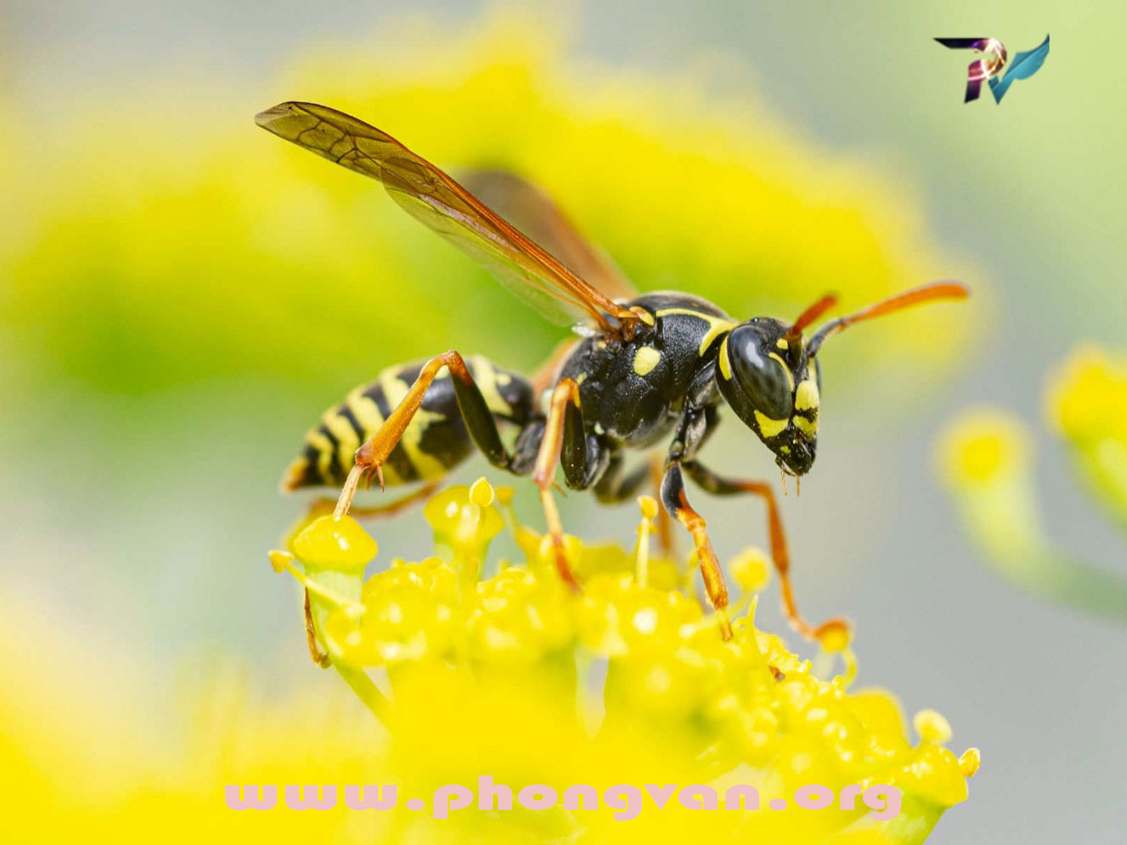 Con Ong: Người Thợ Chăm Chỉ và Kiến Trúc Sư Tuyệt Vời Của Tự Nhiên 🐝🍯