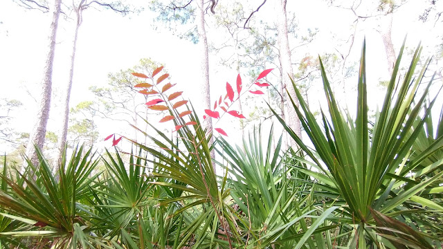 Audubon Bird Sanctuary-Dauphin Island Alabama. December 2021.