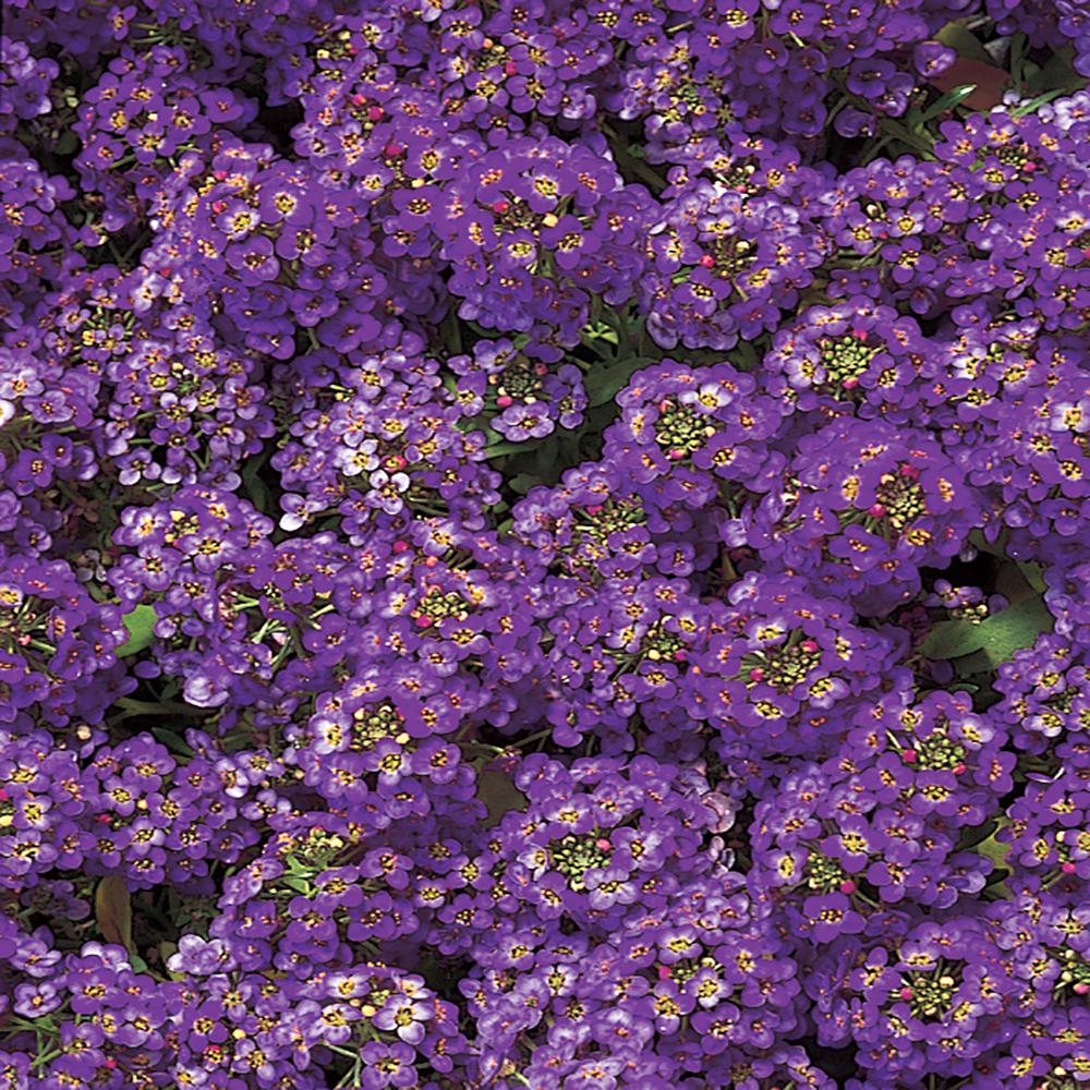 Alyssum, Purple | Eising Garden Centre