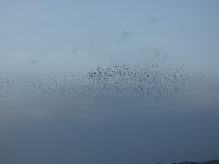 Starling murmuration