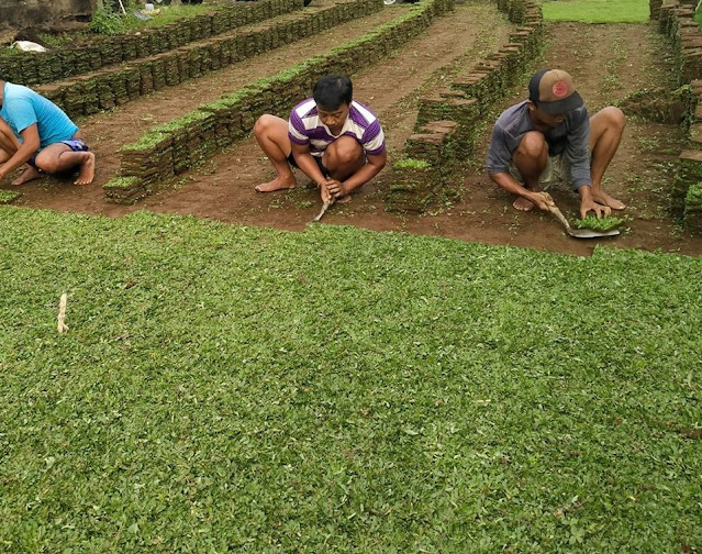 JUAL RUMPUT JEPANG SURABAYA