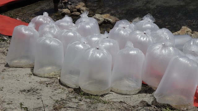 Topang Kelestarian Ikan Lokal di Danau Toba, KKP Sebar 50 Ribu Ekor Benih Ikan Tawes