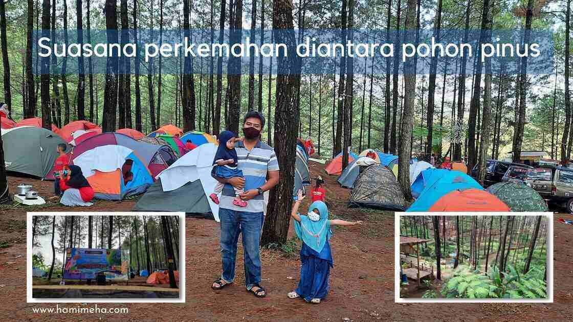 Berkemah diantara pohon pinus