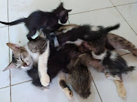 Ada Tujuh Hal Yang Menyebabkan Induk Kucing Memakan Anaknya Sendiri