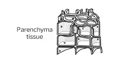 Parenchyma tissue diagram
