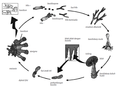 daur-hidup-jamur-rangkuman-materi-biologi