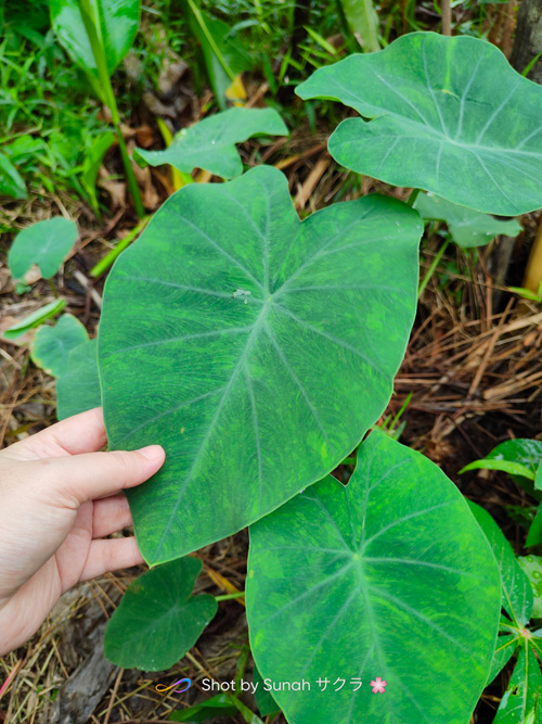 Colocasia Tiger Stripe Rumah Kebun di Sepadok, Bintulu