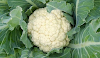 Follow these steps to grow cauliflower