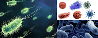 Biological Contaminants Microbes