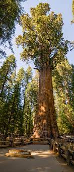 Biggest tree in the world - General Sherman Tress