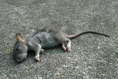 dead mice