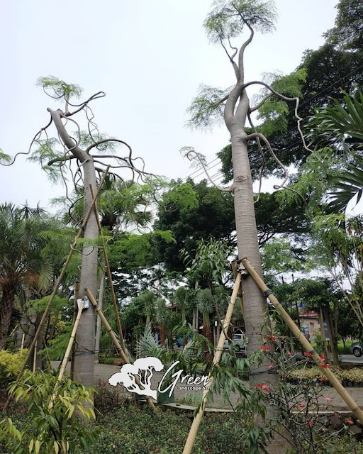 Jual Pohon Kelor Afrika (Moringa) di Jakarta | Harga Pohon Kelor Afrika Berbagai Macam Ukuran