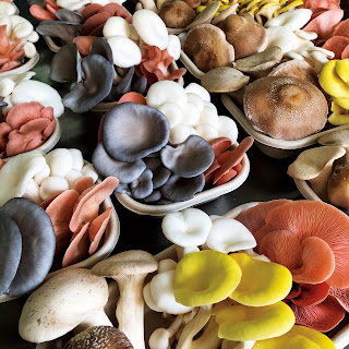Mushroom culture procedure