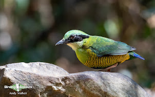 Bar-bellied Pitta