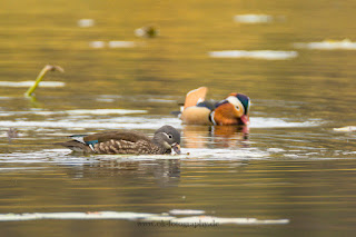 Wildlifefotografie Schloss Petzow Haussee Mandarinente