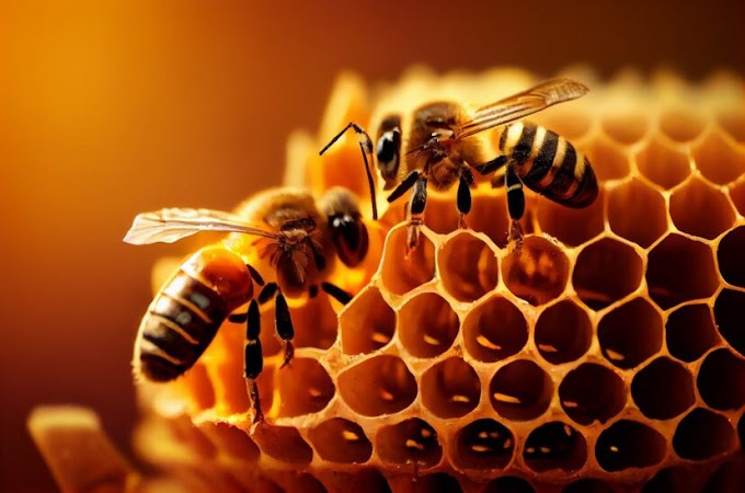 Crece Movimiento para prohibir los pesticidas que dañan a las abejas