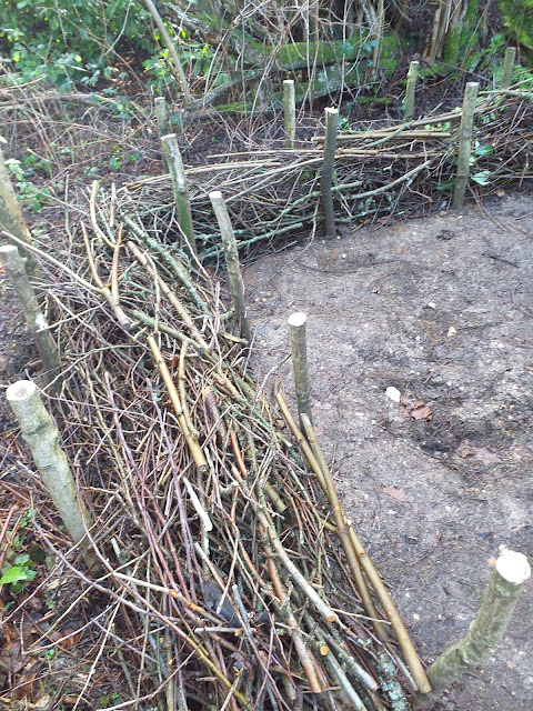 newly constructed dead hedge made of hedge clippings and woody material and