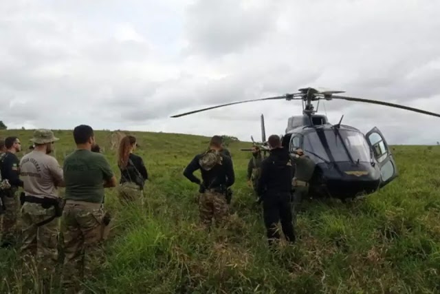 PF destrói 130 mil pés de maconha