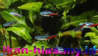 Ikan Neon Tetra