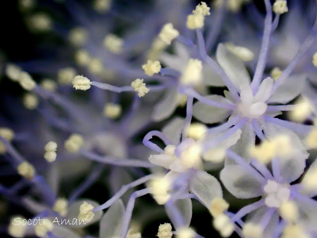 Hydrangea hirta